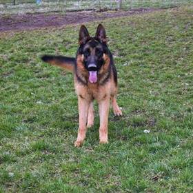 German Shepherd