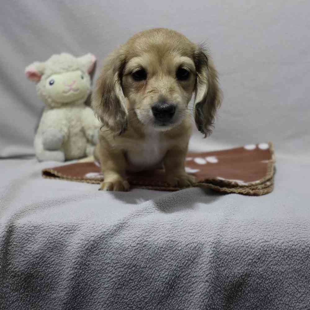 Female Dachshund Puppy for Sale in Millersburg, IN