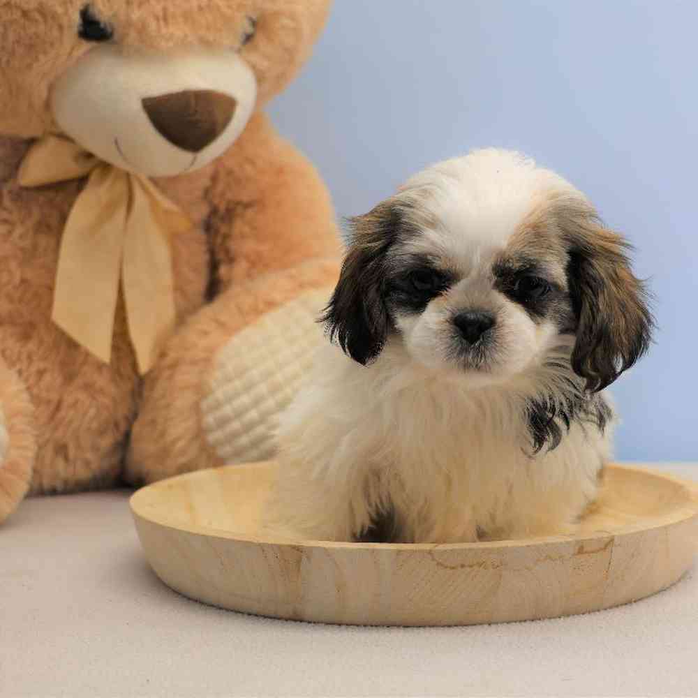 Male Shih Tzu Puppy for Sale in Millersburg, IN