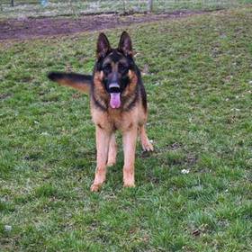 German Shepherd