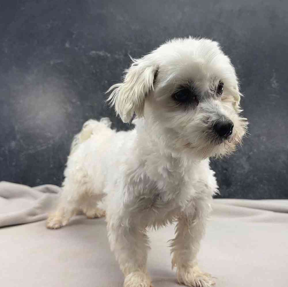 Male Maltese Puppy for Sale in Millersburg, IN