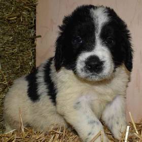 Newfoundland-Poodle