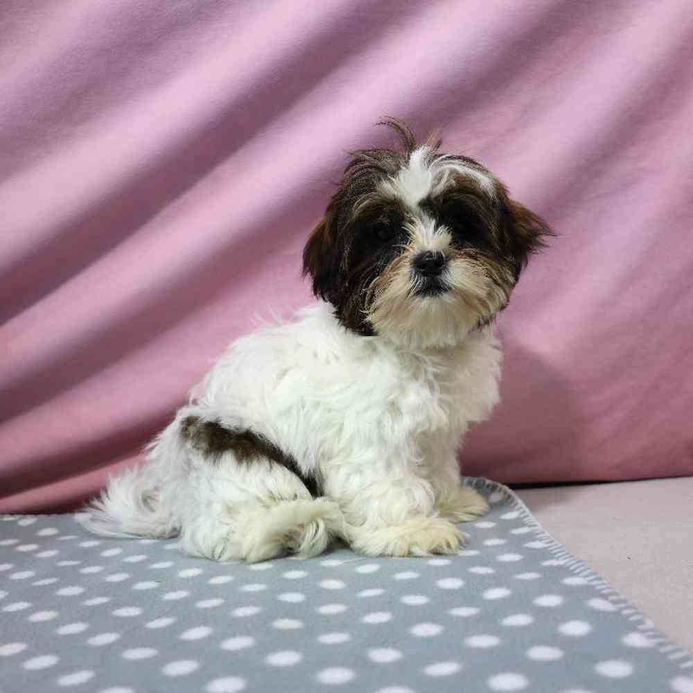 carousel pet images