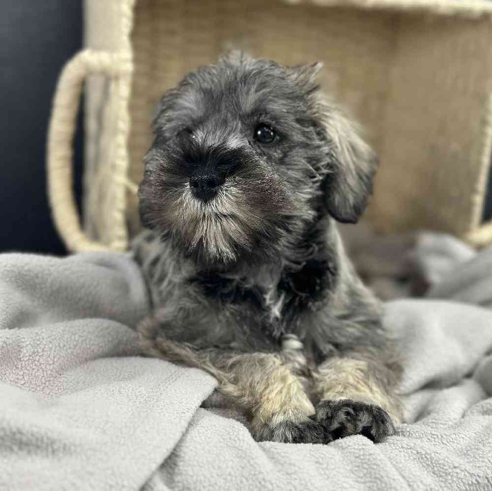 Female Mini Schnauzer Puppy for Sale in Millersburg, IN