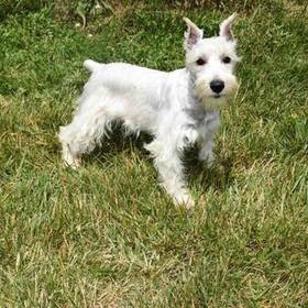Mini Schnauzer
