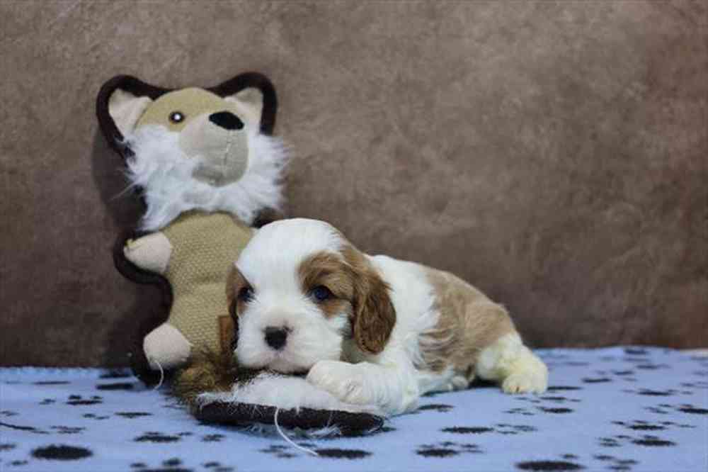 carousel pet images