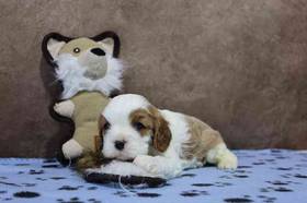 Cavalier King Charles Spaniel