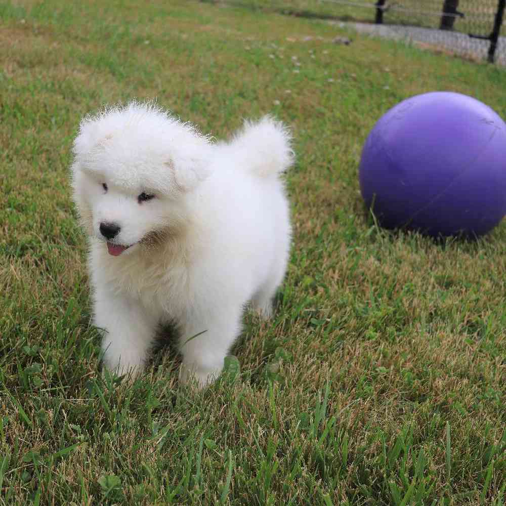 Male Samoyed Puppy for Sale in Millersburg, IN