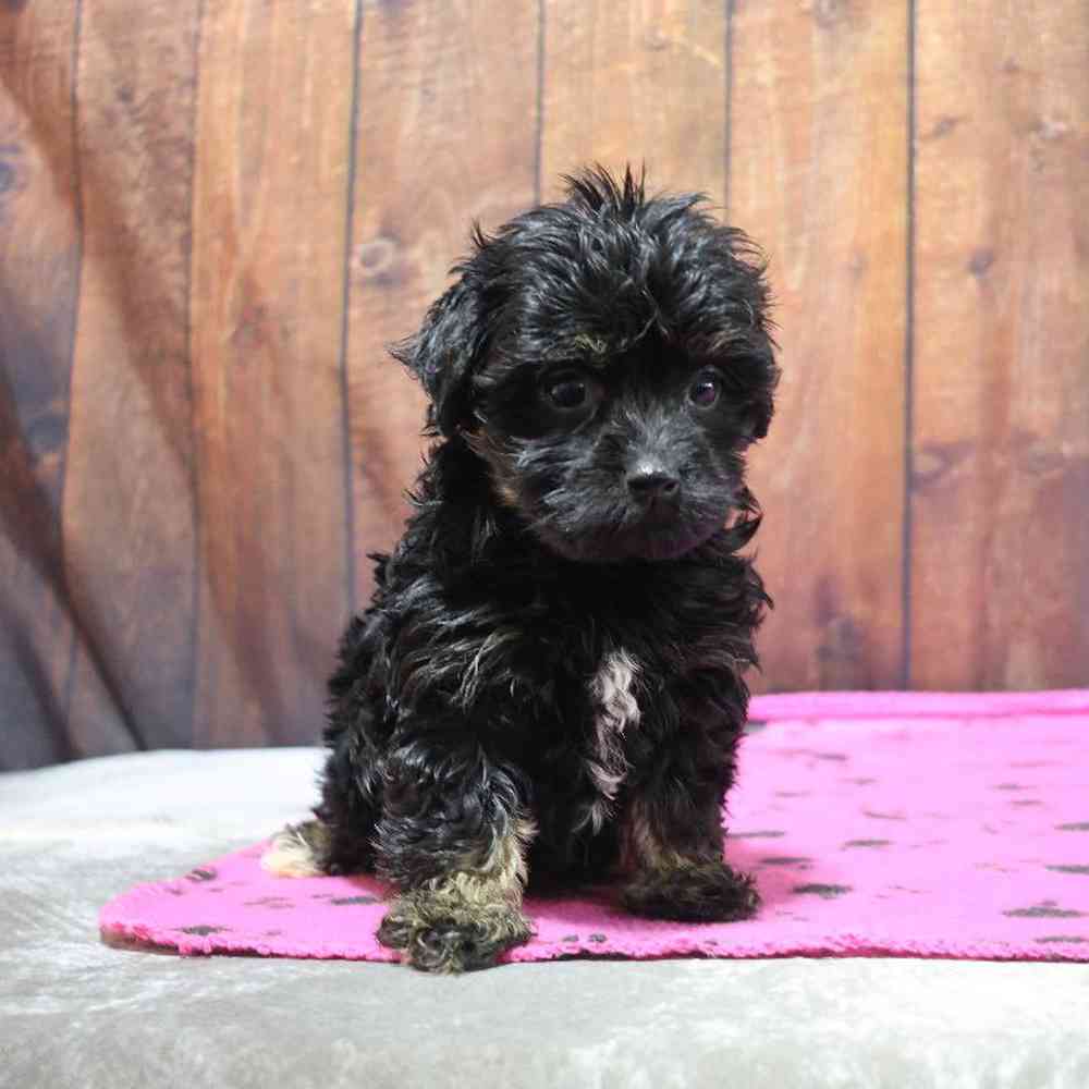 Female Havanese Puppy for Sale in Millersburg, IN