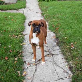 Boxer