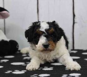 Mini Poodle