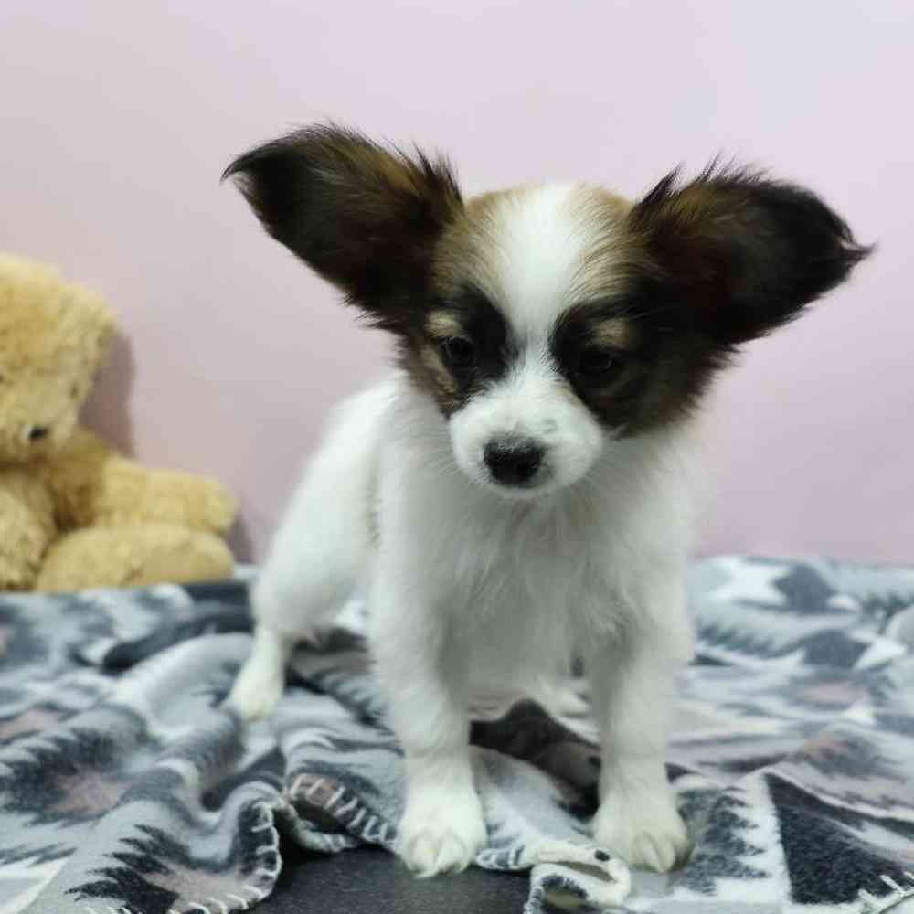 carousel pet images