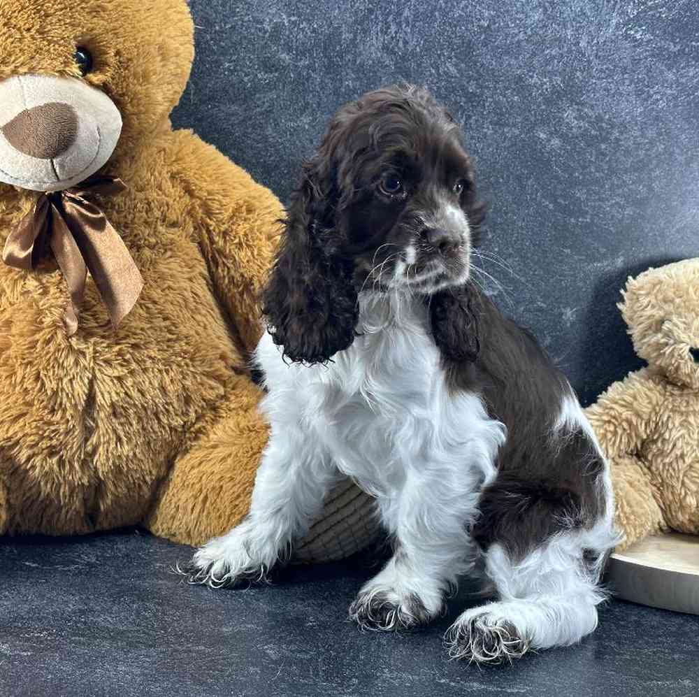 Female Cocker Spaniel Puppy for Sale in Millersburg, IN