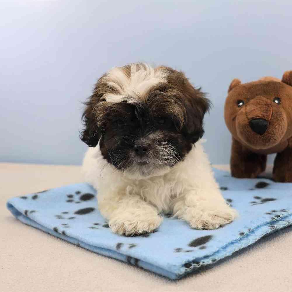 carousel pet images