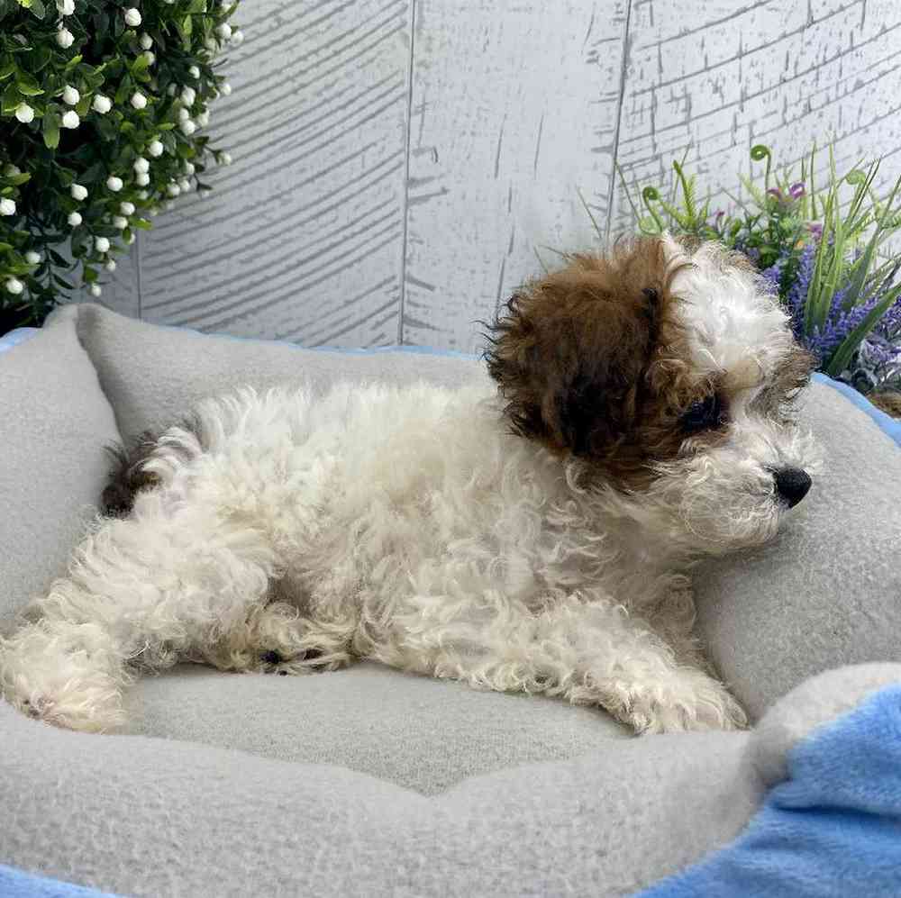 carousel pet images