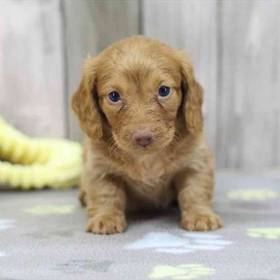 Dachshund