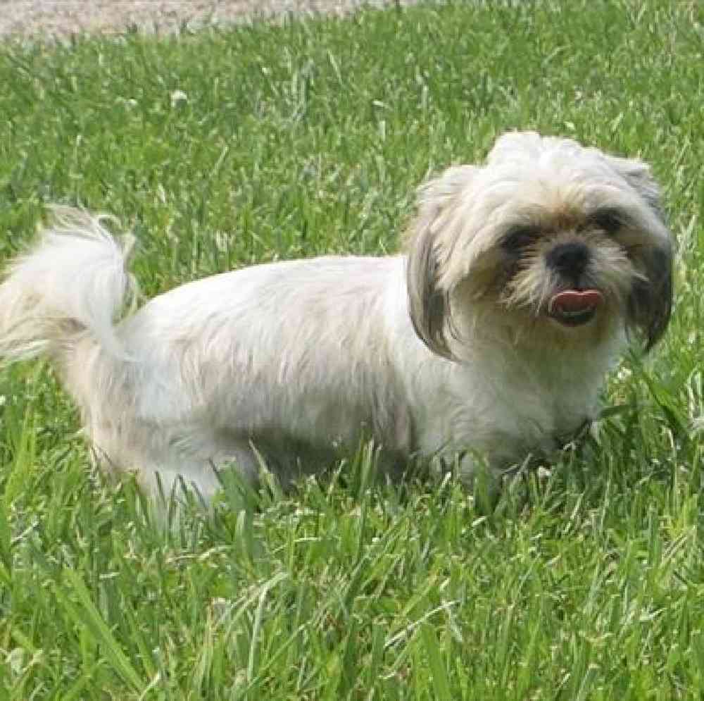 carousel pet images
