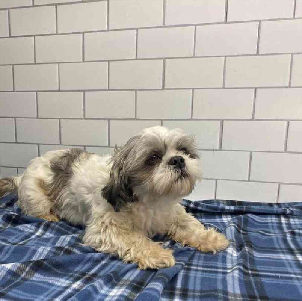 Male Shih Tzu Puppy for Sale in Millersburg, IN