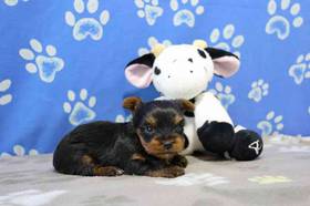 Yorkie