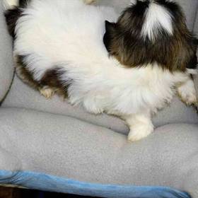 Shih Tzu
