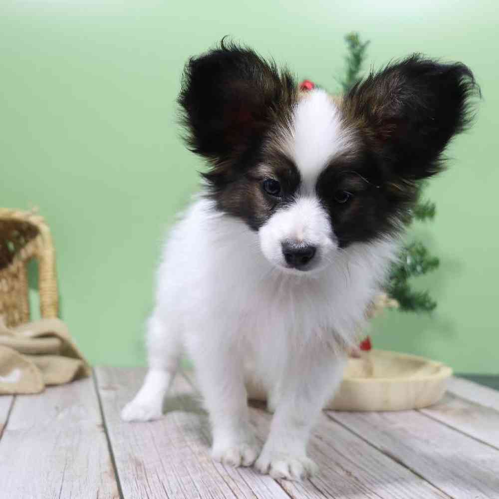 carousel pet images