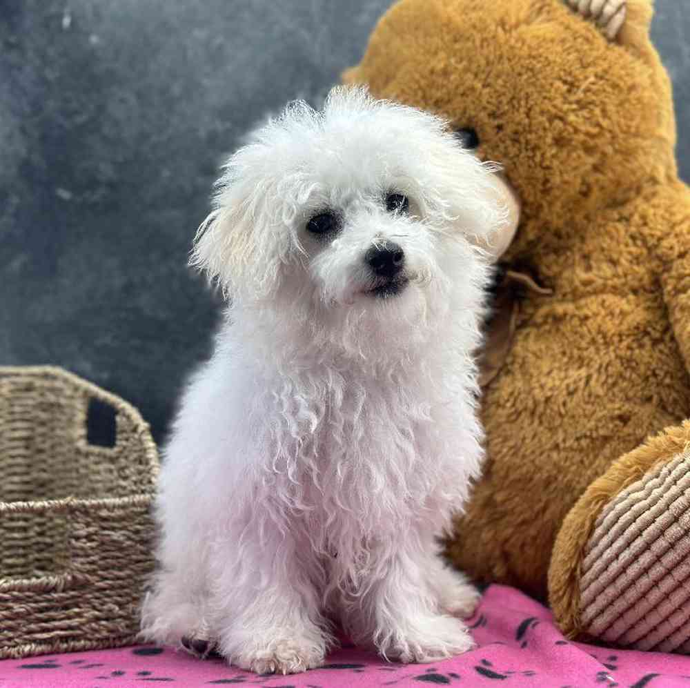 carousel pet images