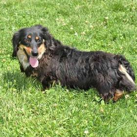 Dachshund