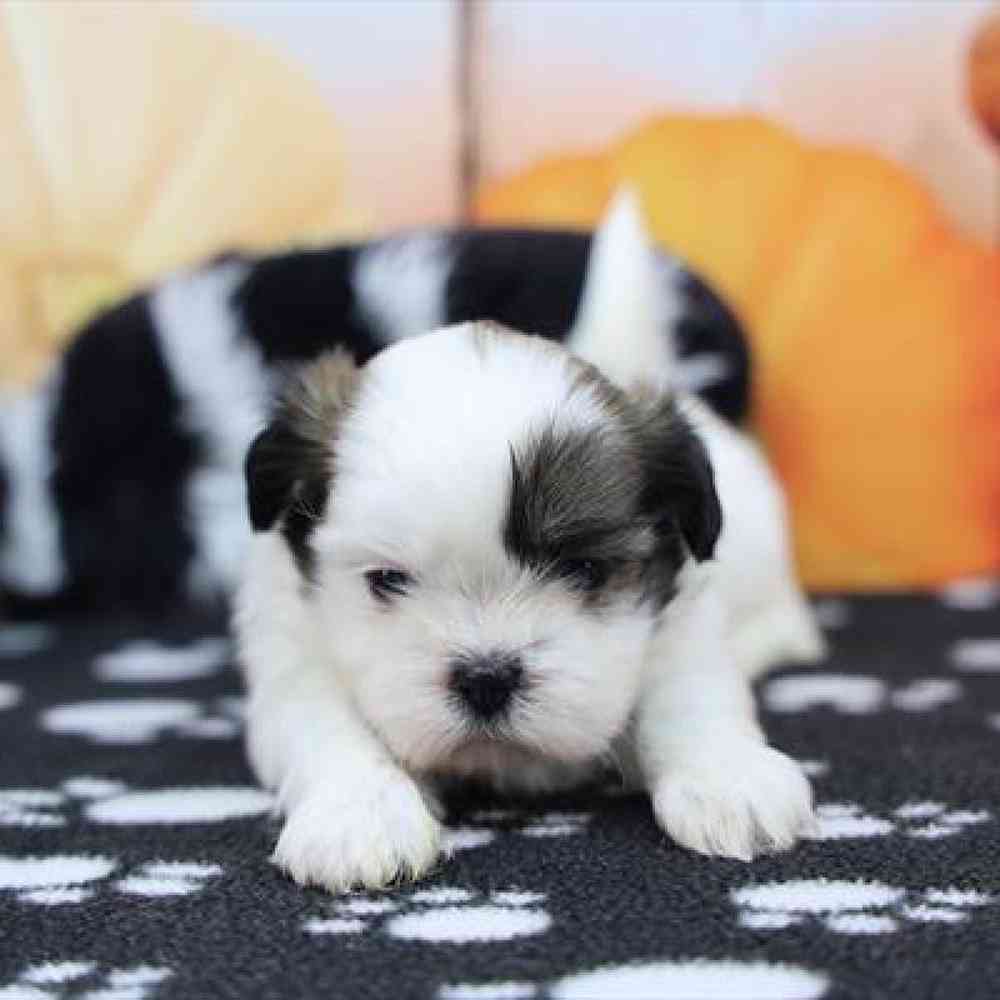 carousel pet images