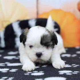 Shih Tzu