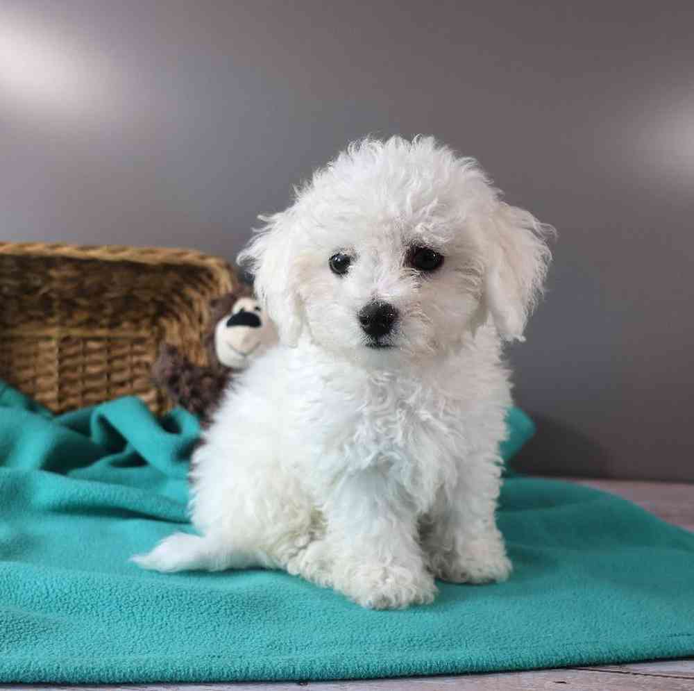 Male Bichon Puppy for Sale in Millersburg, IN