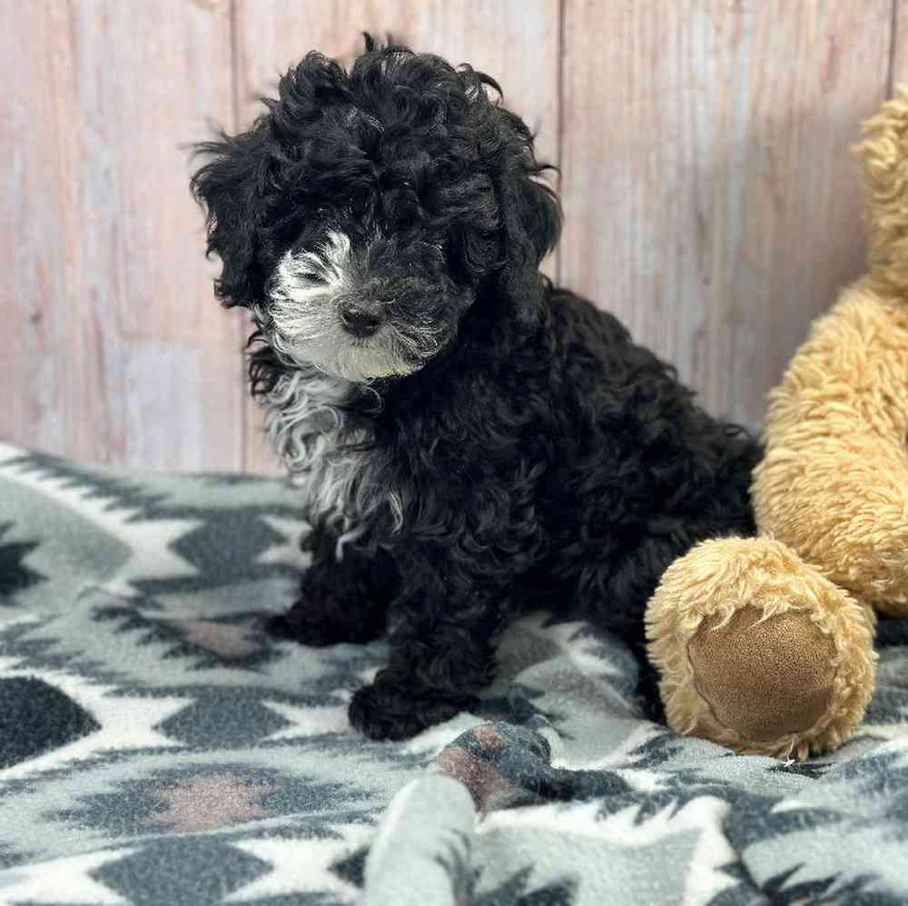 carousel pet images