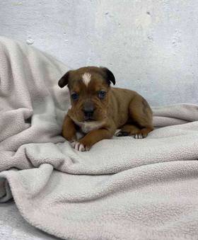 3/4 Frenchie 1/4 Bull Mastiff