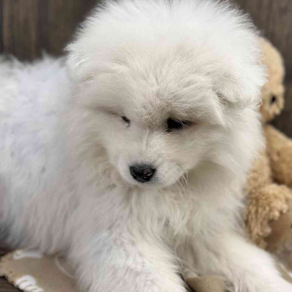 Female Samoyed Puppy for Sale in Millersburg, IN