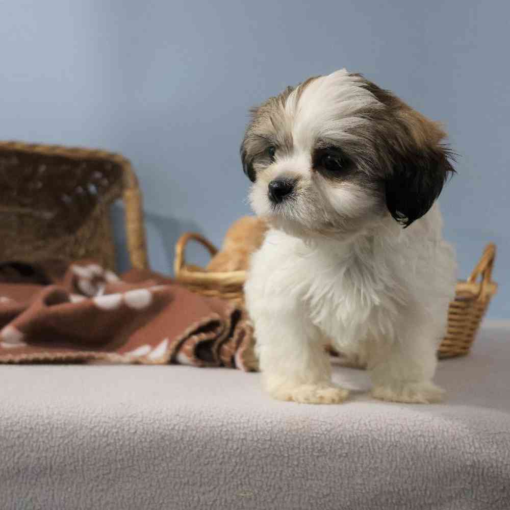 Male Shih Tzu Puppy for Sale in Millersburg, IN