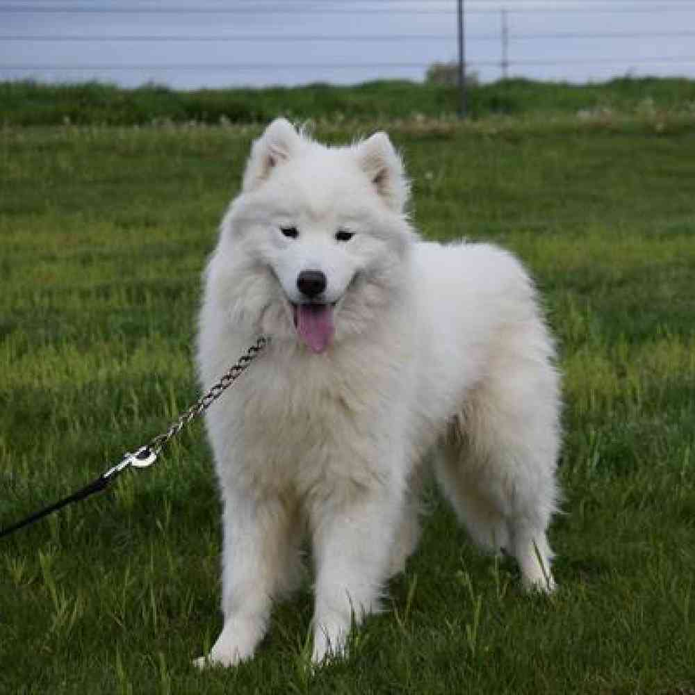 carousel pet images