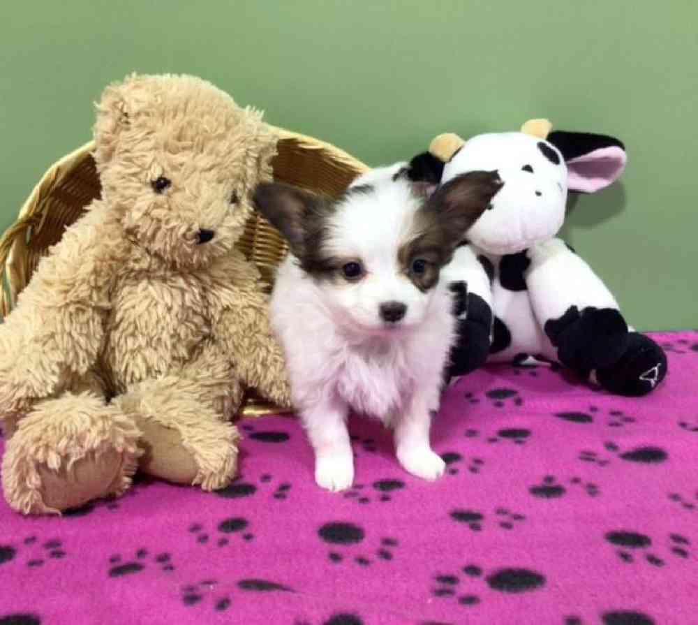 Female Papillon Puppy for Sale in Millersburg, IN