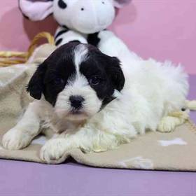 Shichon