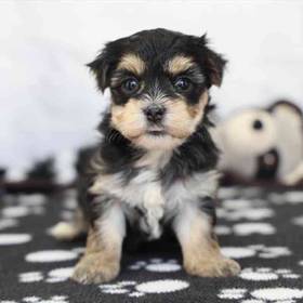 Morkie