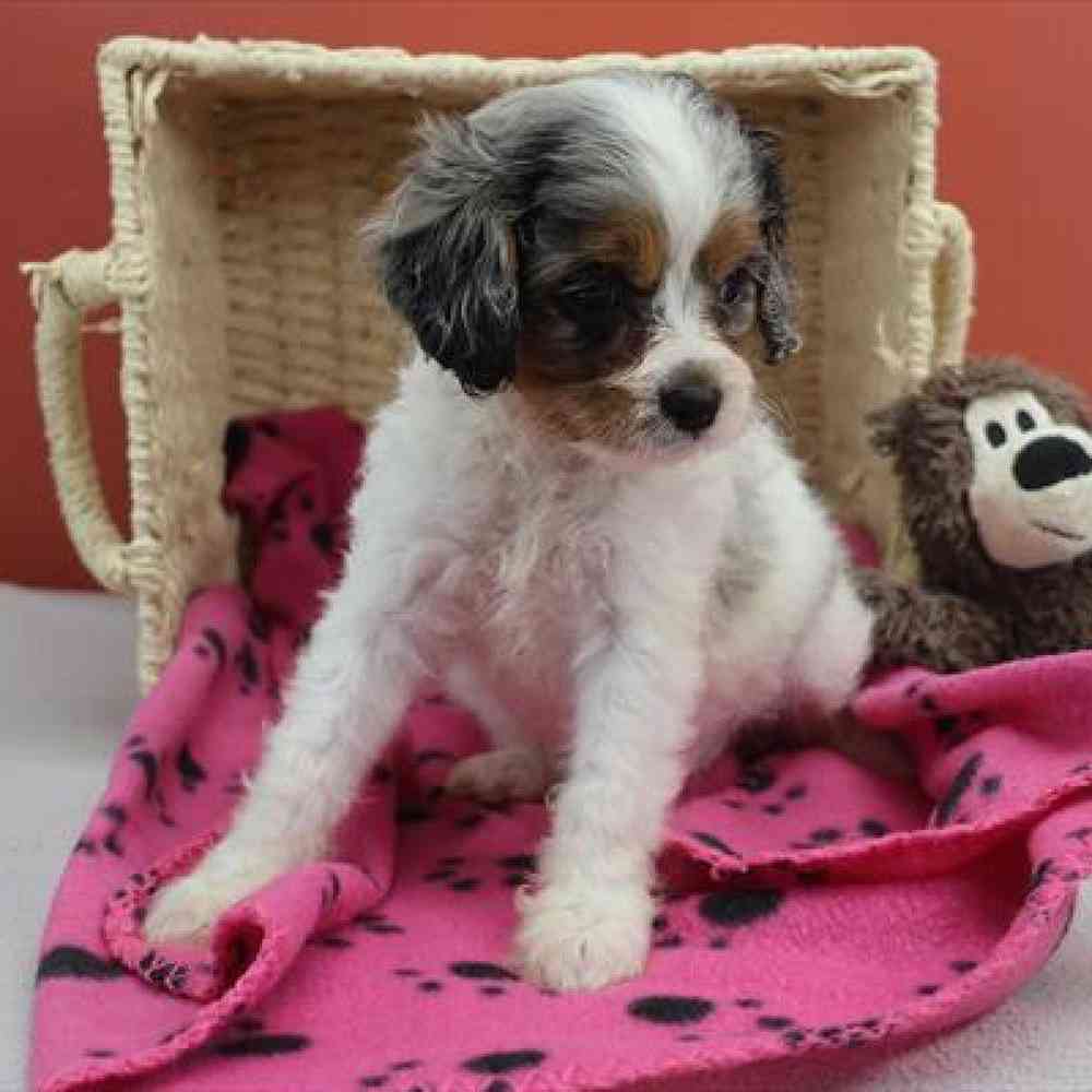 carousel pet images