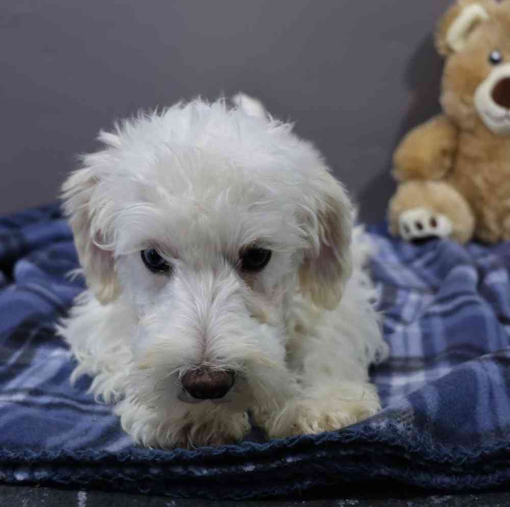 Male Schnoodle Puppy for Sale in Millersburg, IN