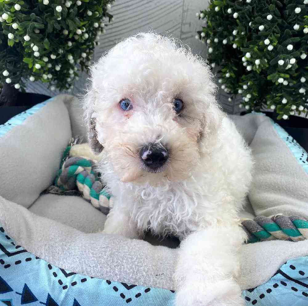 carousel pet images