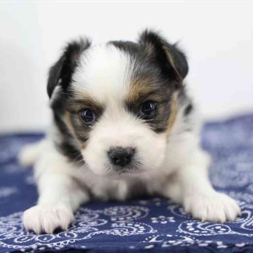 pet-img