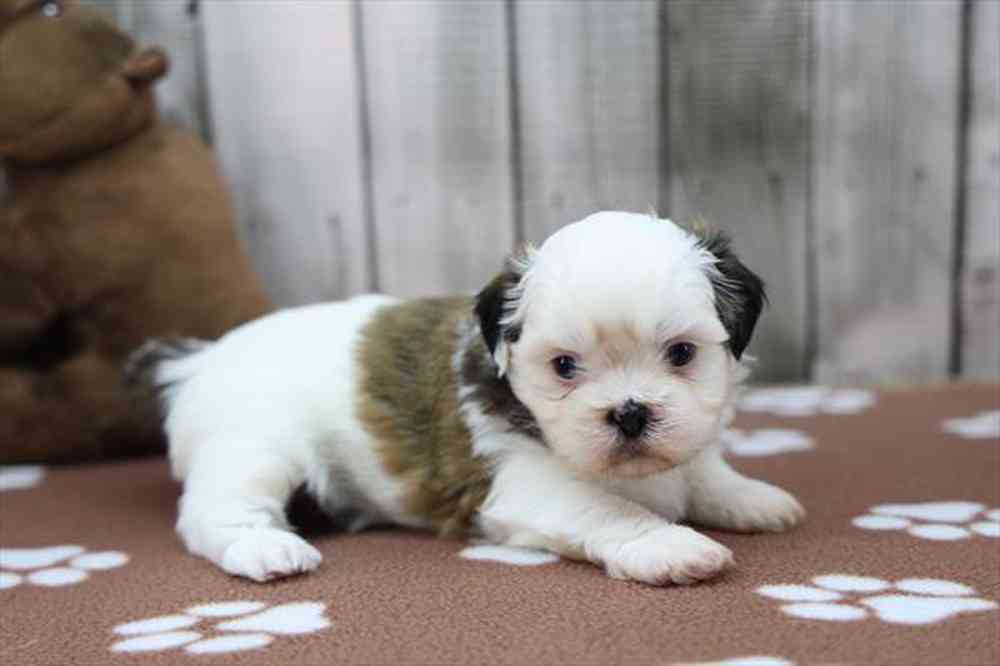 carousel pet images