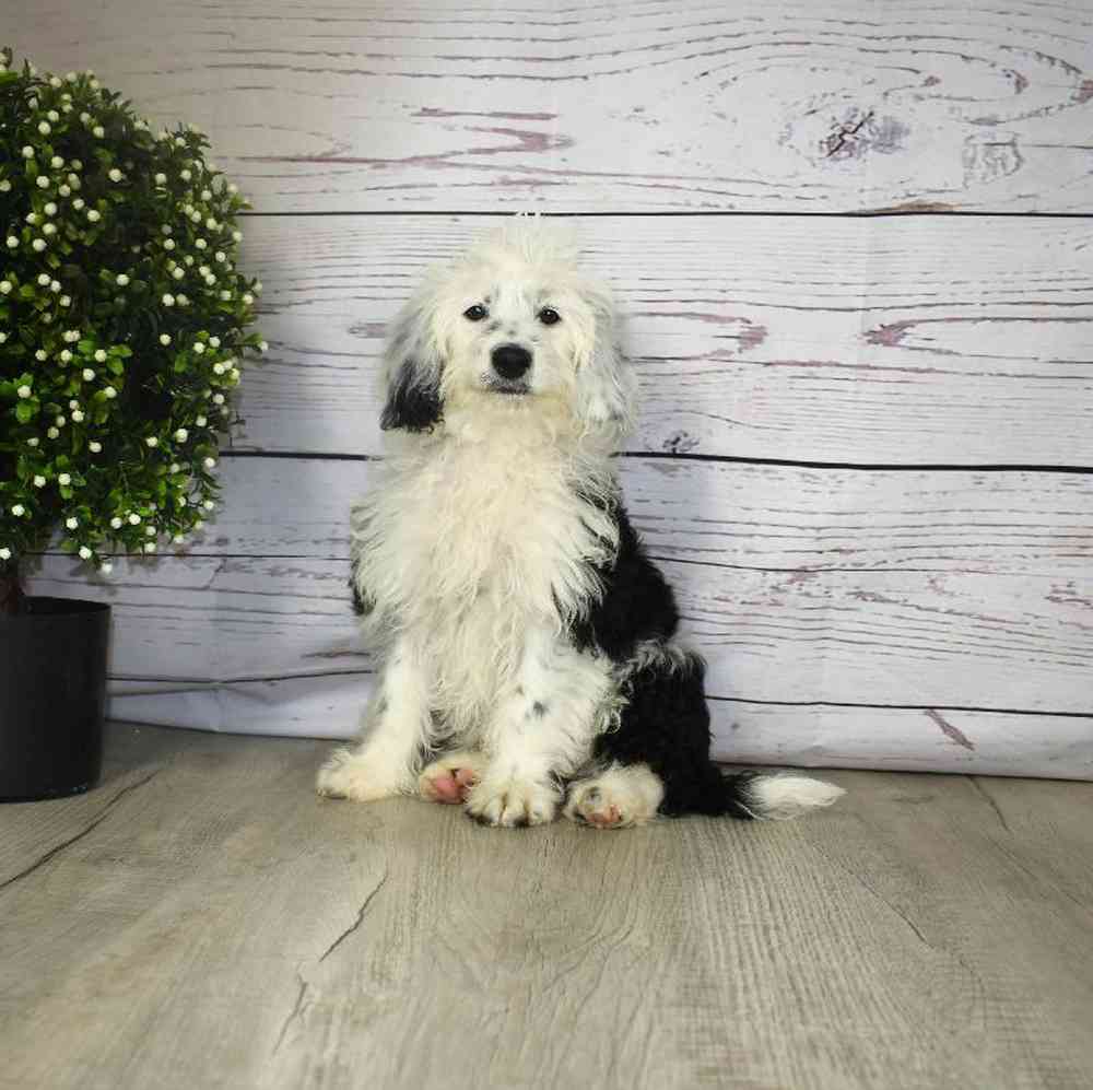 carousel pet images