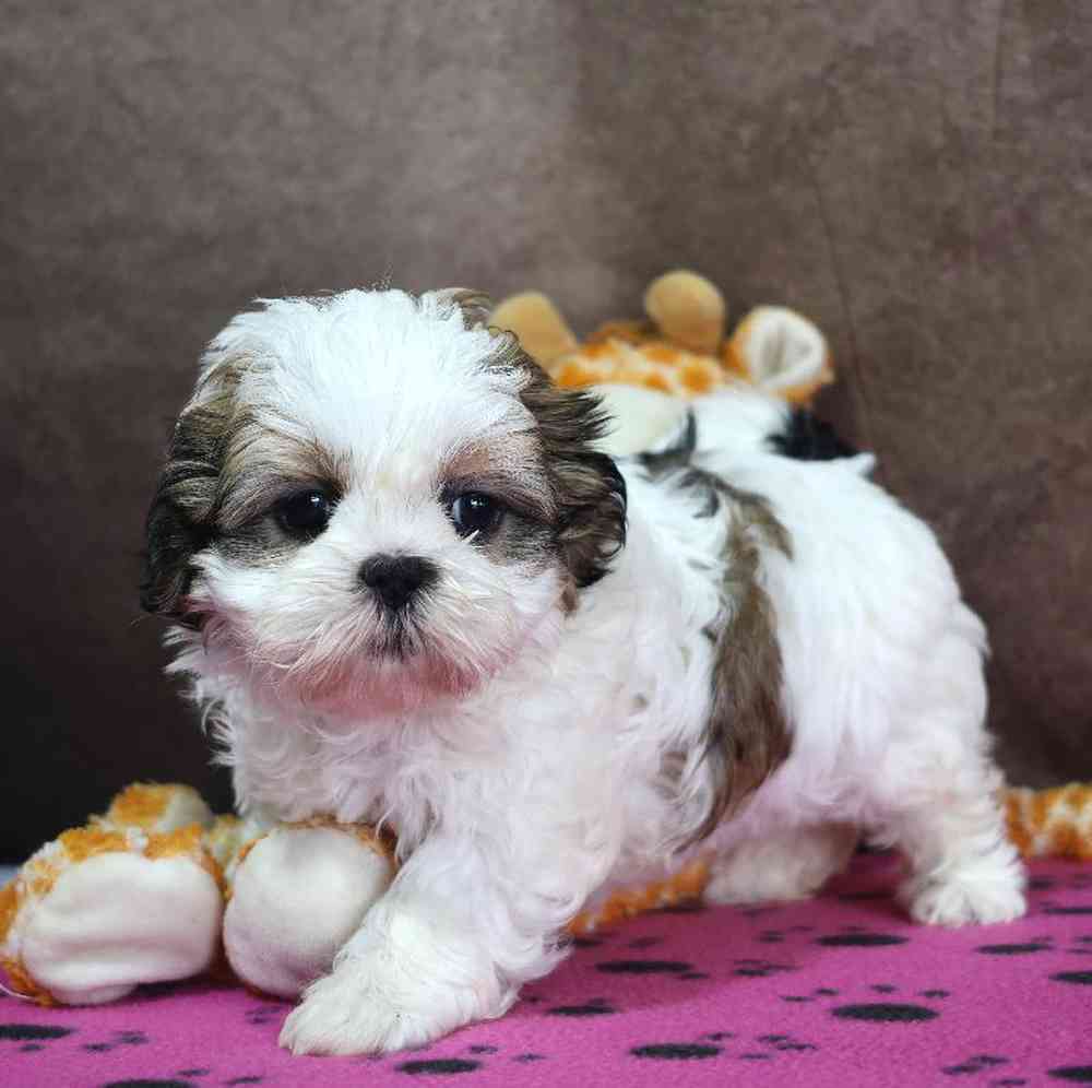carousel pet images