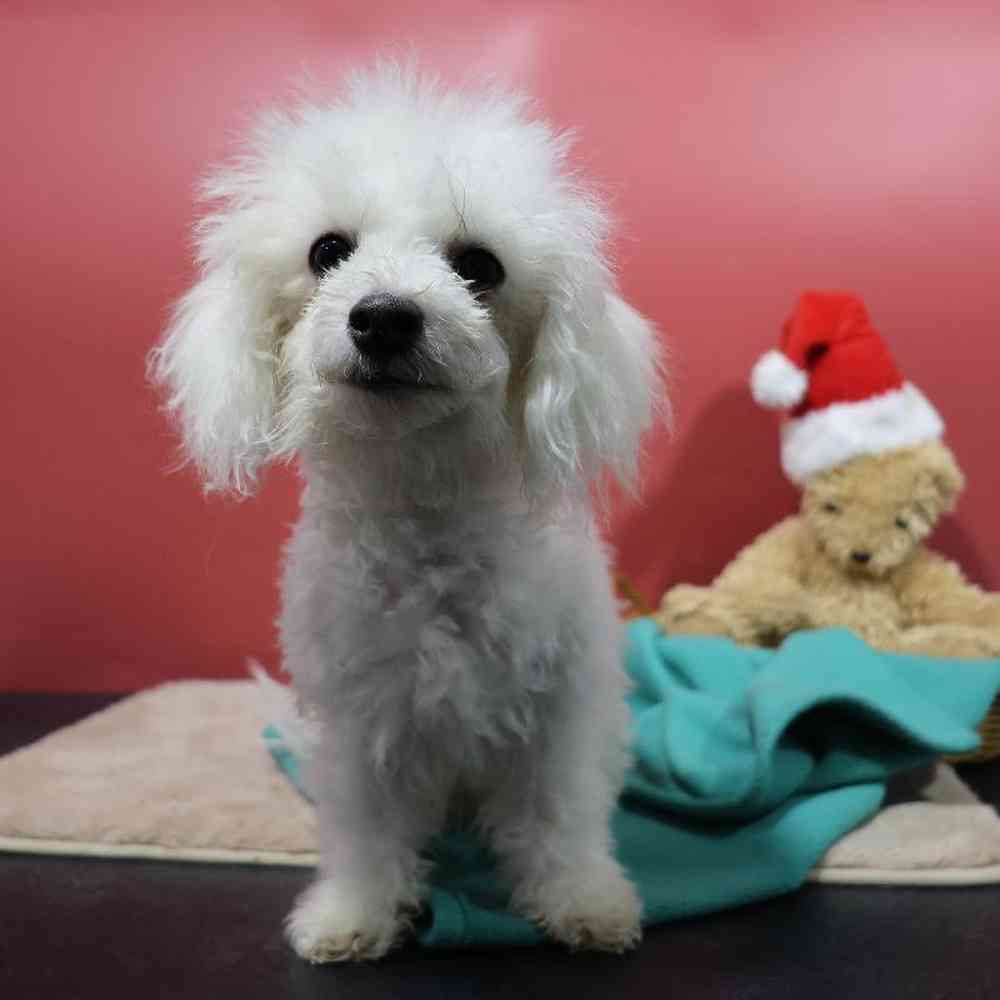 carousel pet images