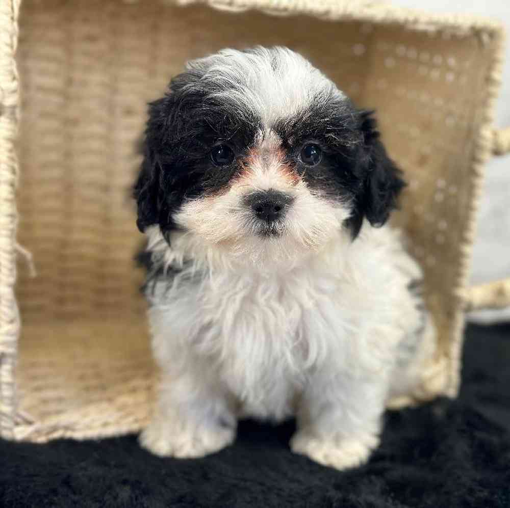 carousel pet images