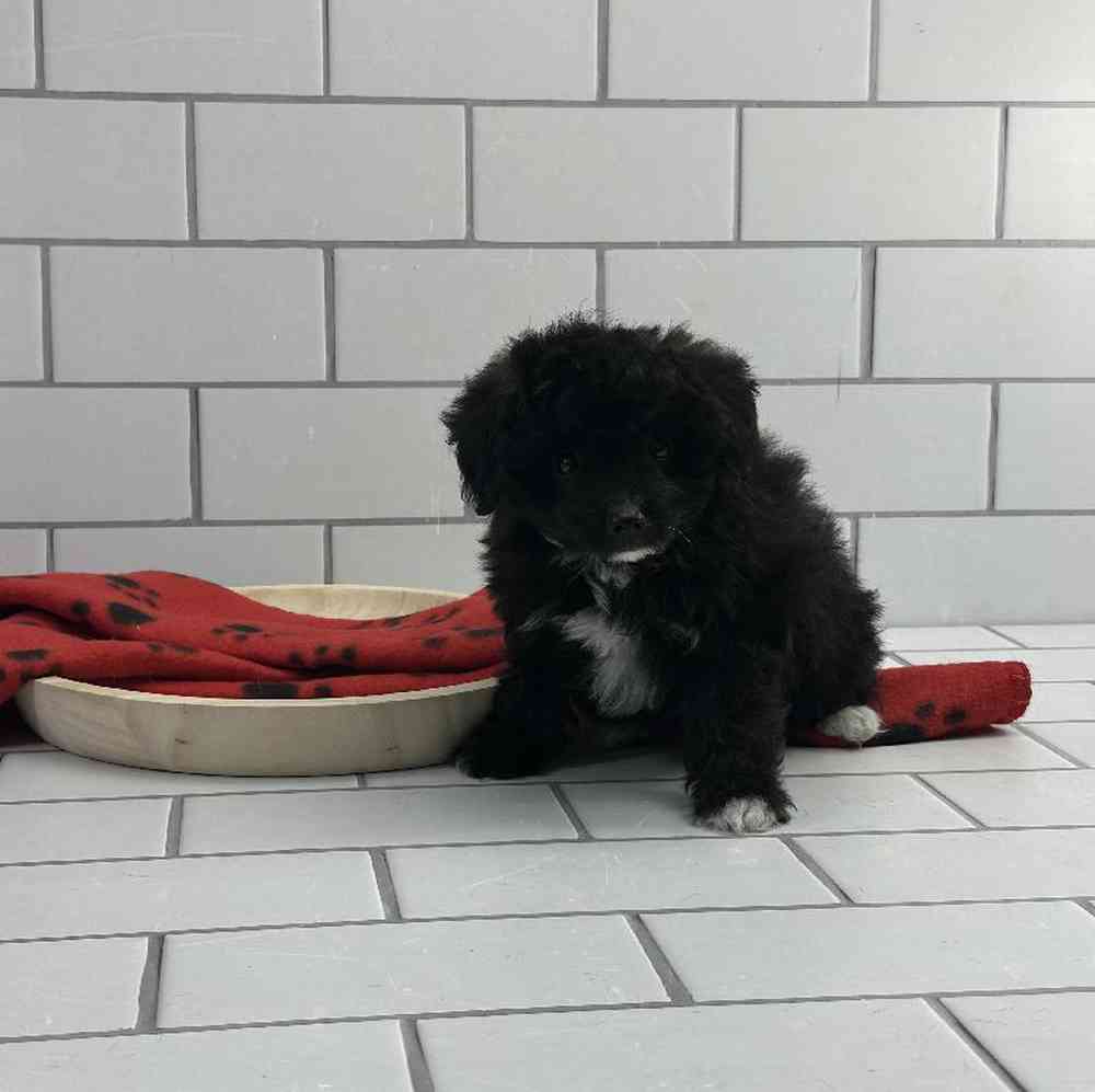 Male Papillon-Toy Poodle Puppy for Sale in Millersburg, IN