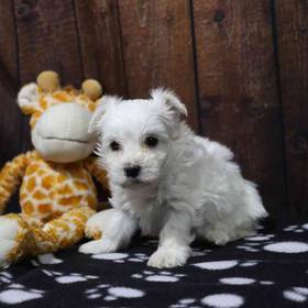 Maltese
