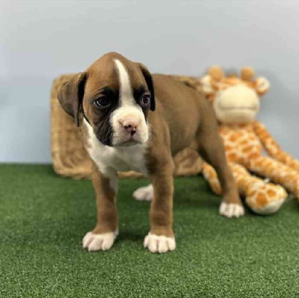 carousel pet images